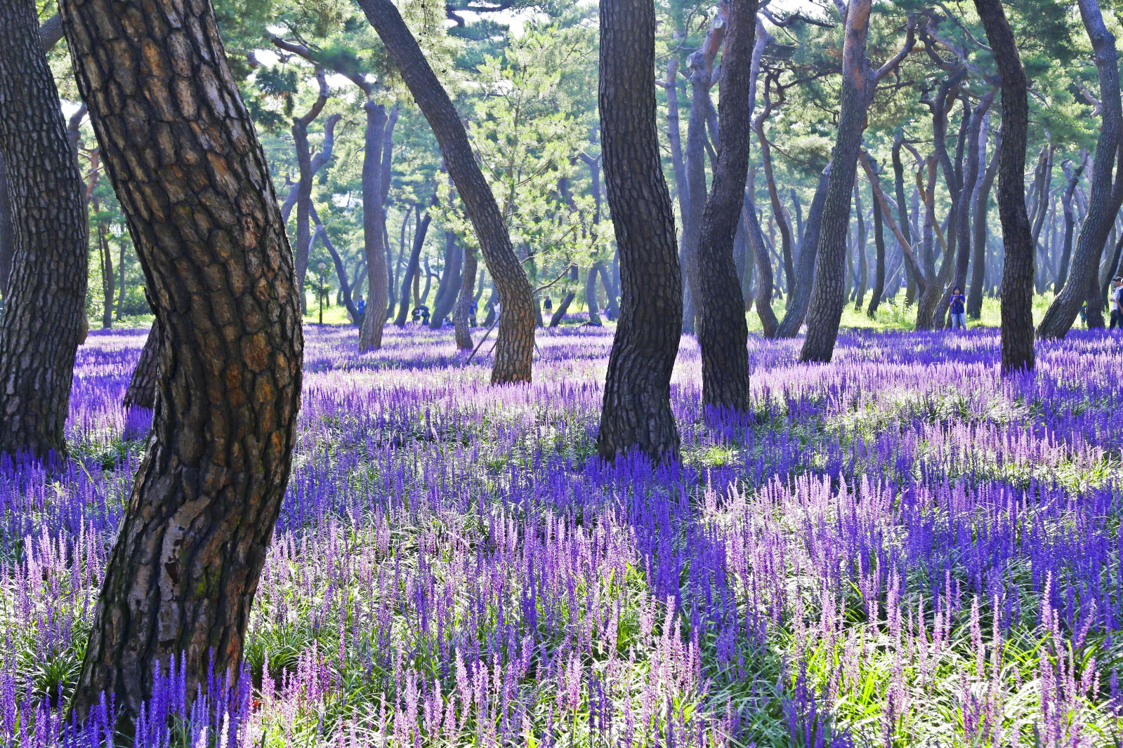 3 관광지 황성공원_1_1.jpg