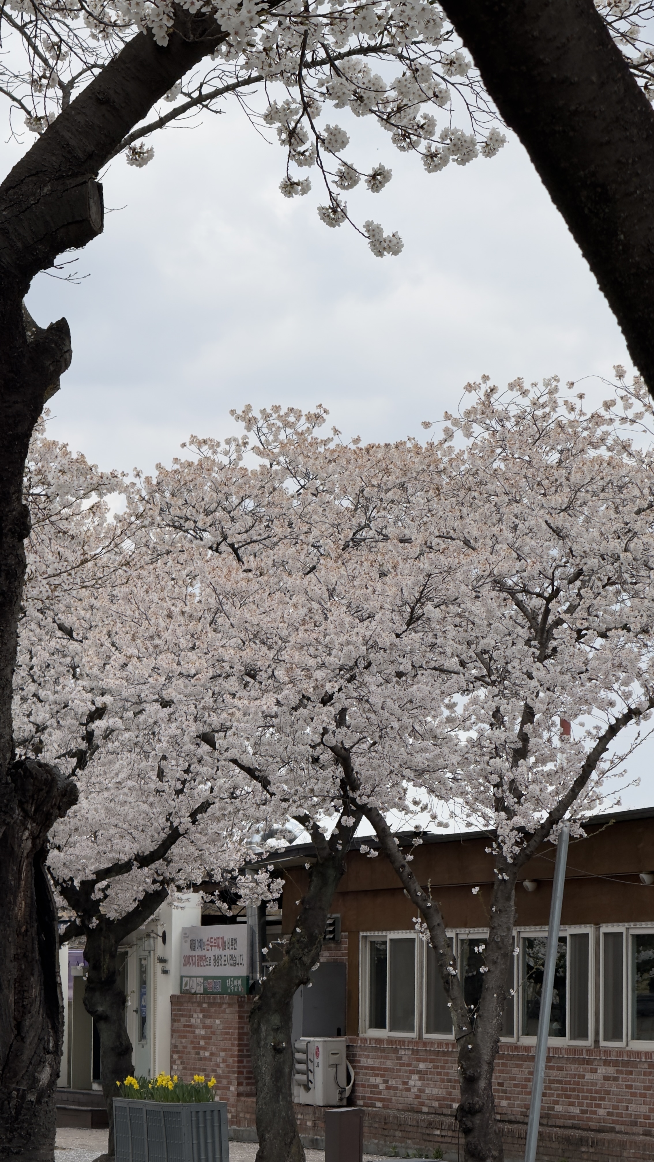 IMG_5007.jpeg