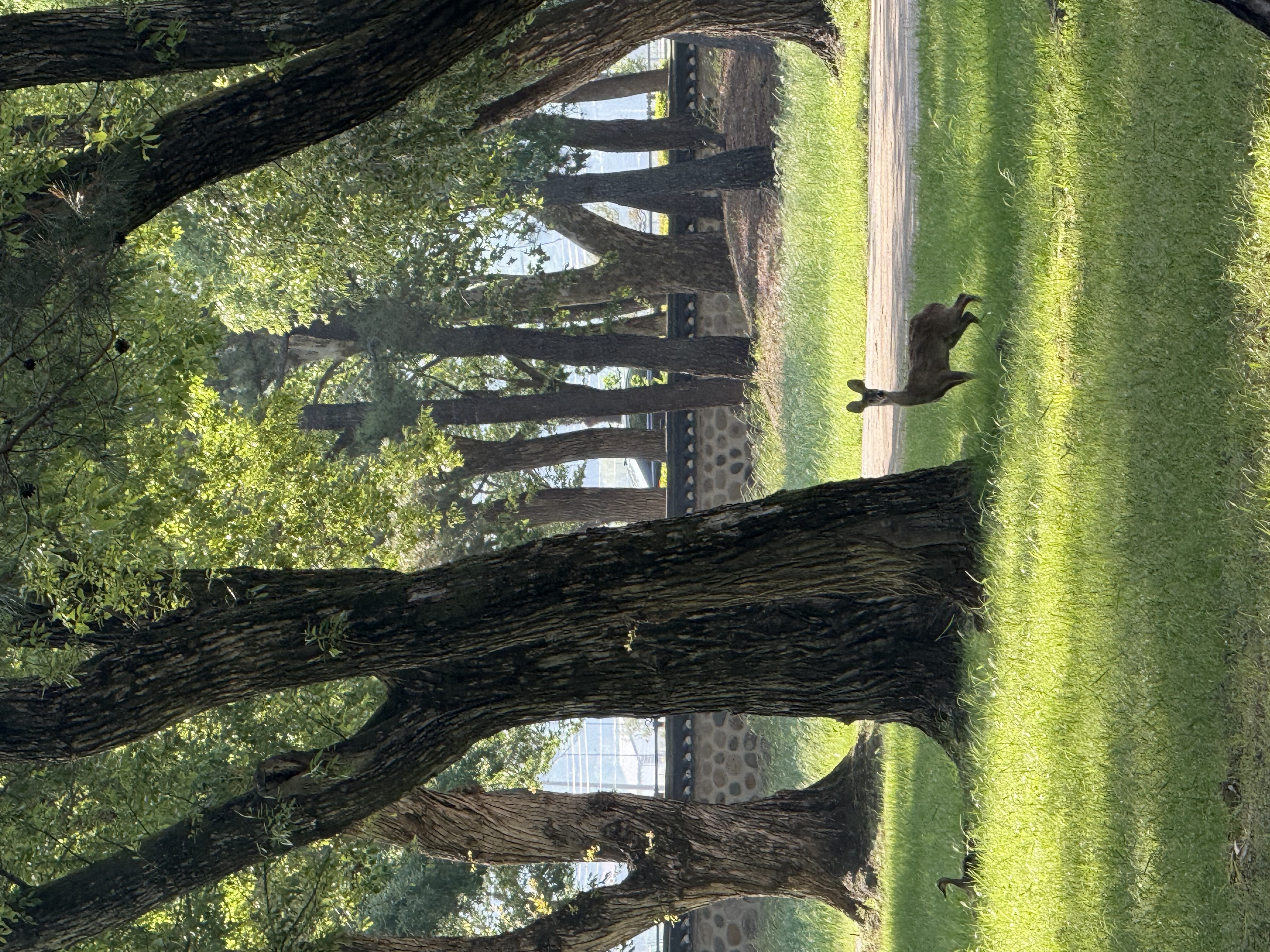 IMG_3449.jpeg