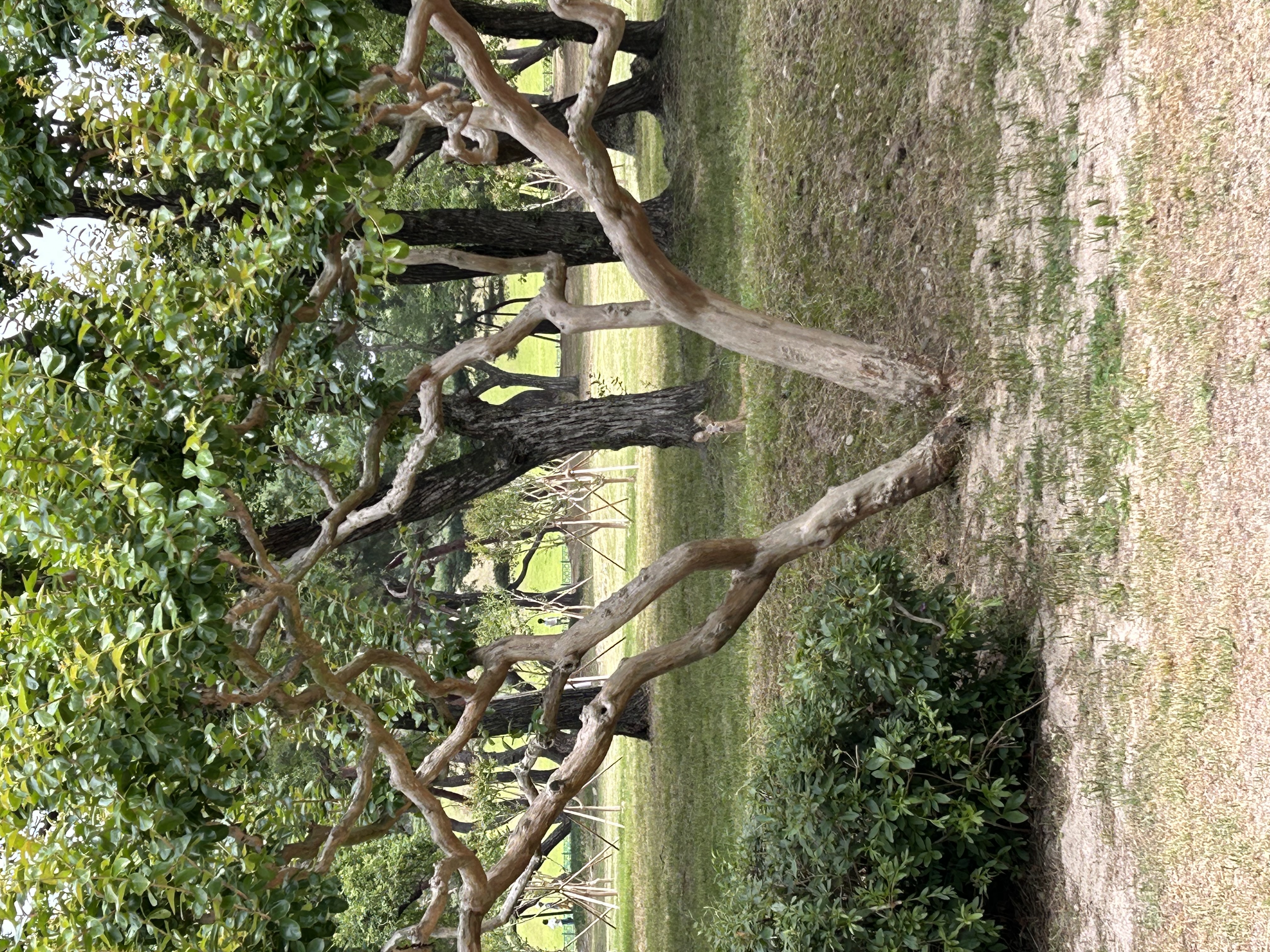 IMG_0664.jpeg