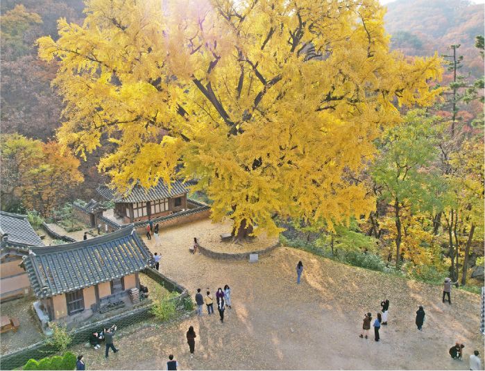사진